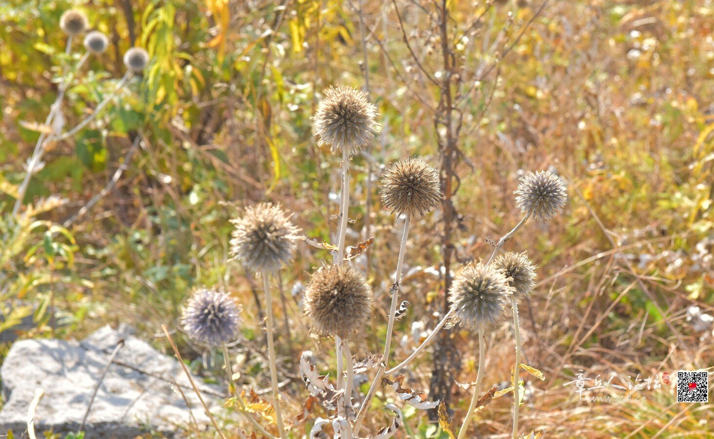 DSC_7839.jpg