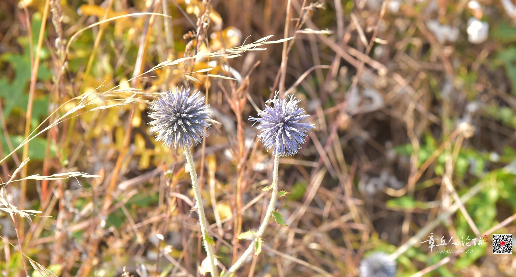 DSC_7840.jpg